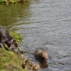 hundetreffen 03.09.2016 548